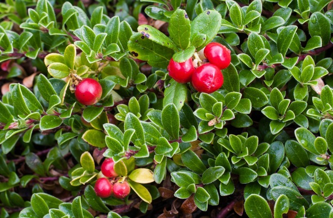 how-to-get-rid-of-freckles-Bearberry.jpg