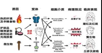 泽十字专业祛痘